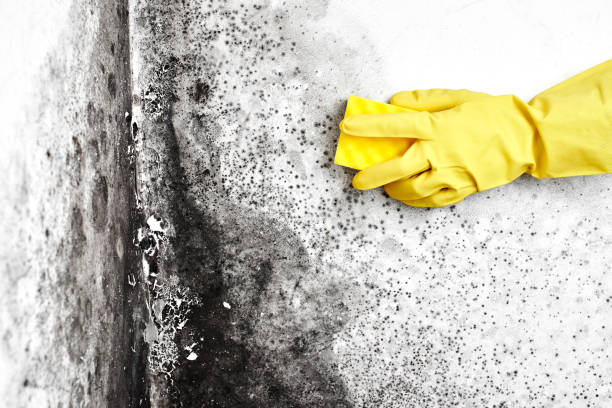 Best Crawl Space Mold Remediation  in Manito, IL